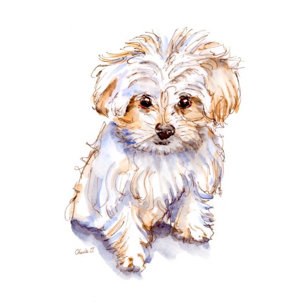 Tiny Little Dogs Maltese Watercolor Signed Print