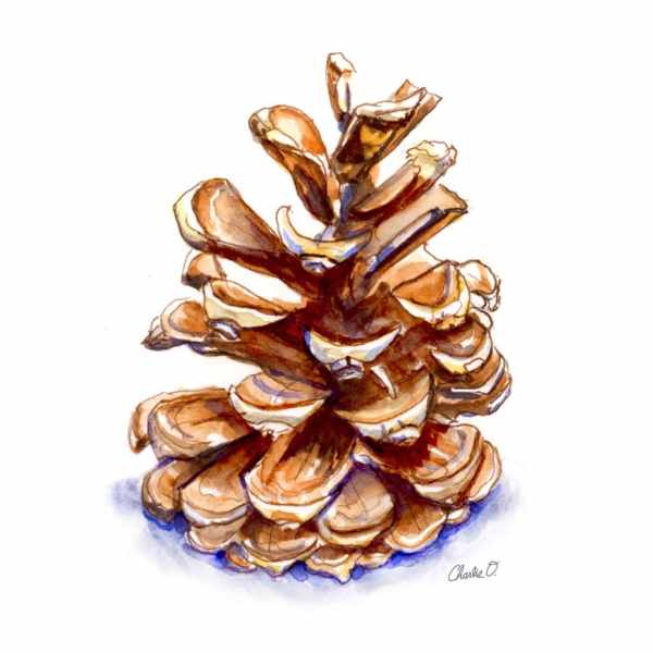 Pine Cone Winter Holiday Watercolor Illustration Print Signed Detail copy