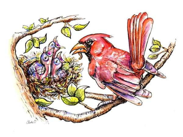 Baby Birds Cardinal Father Feeding Watercolor Illustration Signed Detail